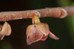 Smallflower pawpaw